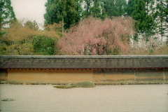 Cherry blossoms above a dry landscape