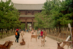 Feeding the sacred deer