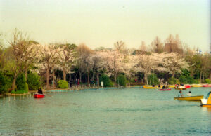 Tokyo:  Oeno Park, April 9, 1996