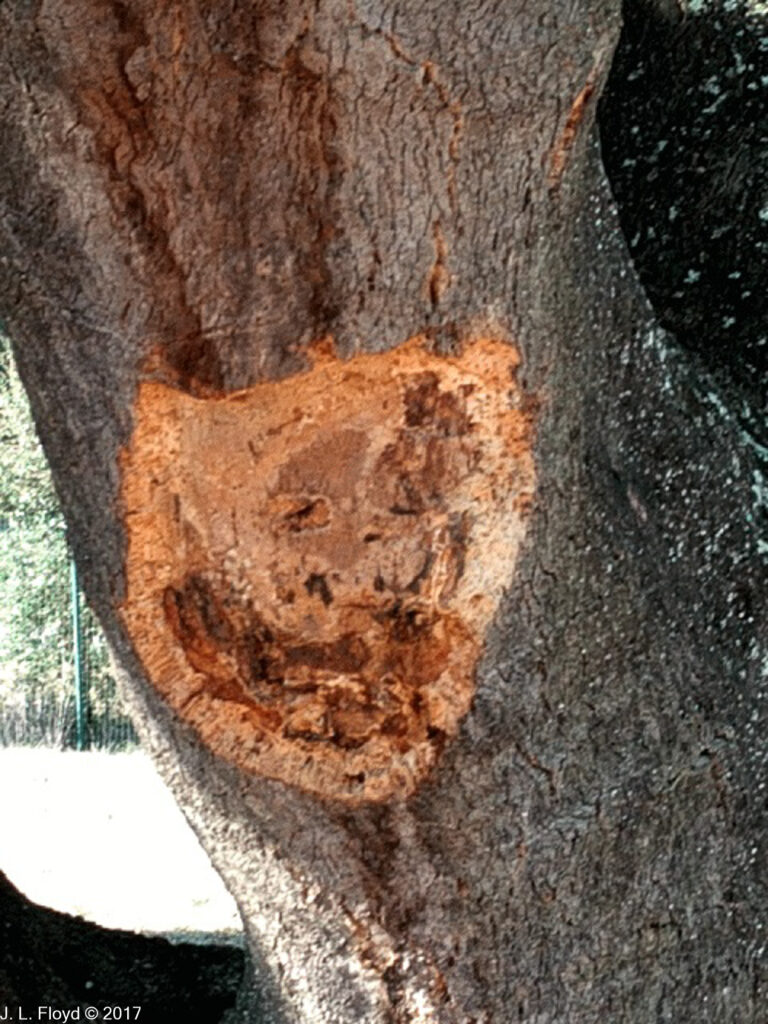 A piece was cut out of this cork oak to show what it looks like inside.