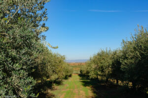 Spain, November 8, 2017:  Basilippo Olive Ranch