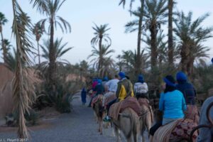 Marrakesh, November 15, 2017:  A Camel Ride at Dusk