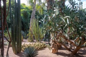 Marrakesh, November 16, 2017:  Jardin Majorelle